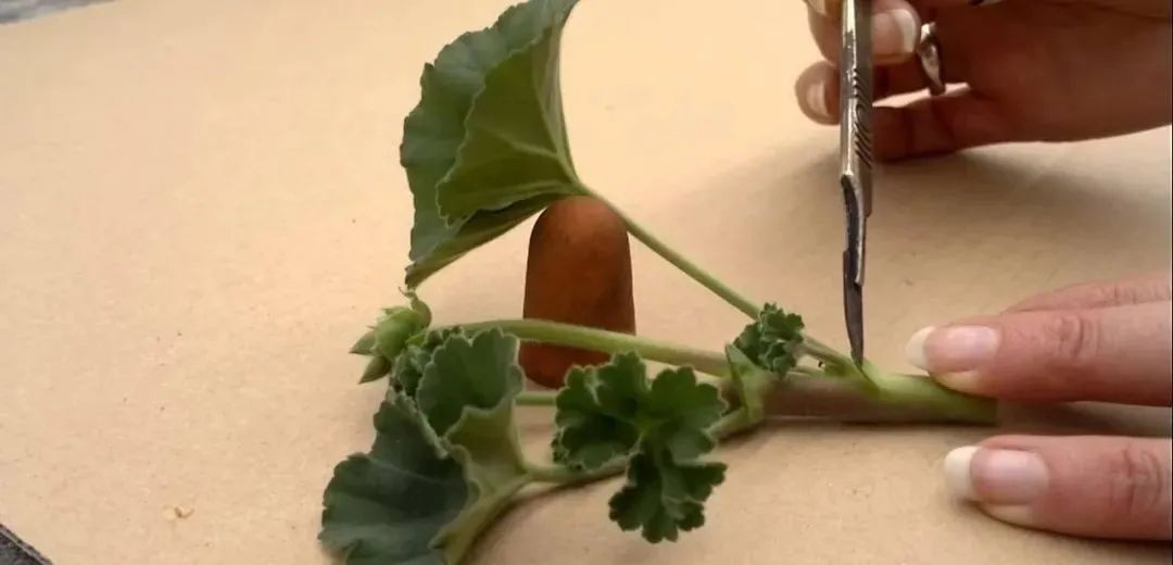 入门天竺葵的扦插方法图解,天竺葵扦插跟绣球扦插方法一样吗