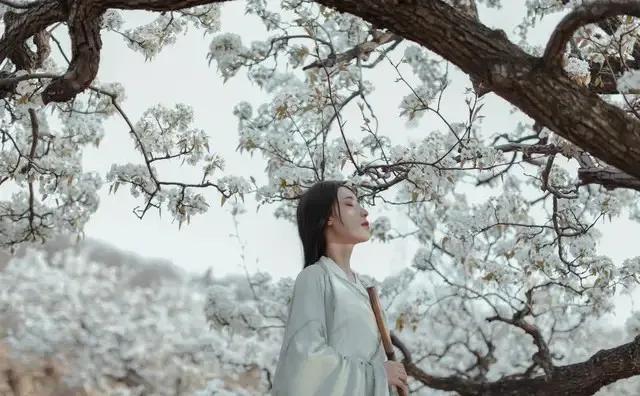 踏青看梨花的诗句,春游赏桃花七律诗