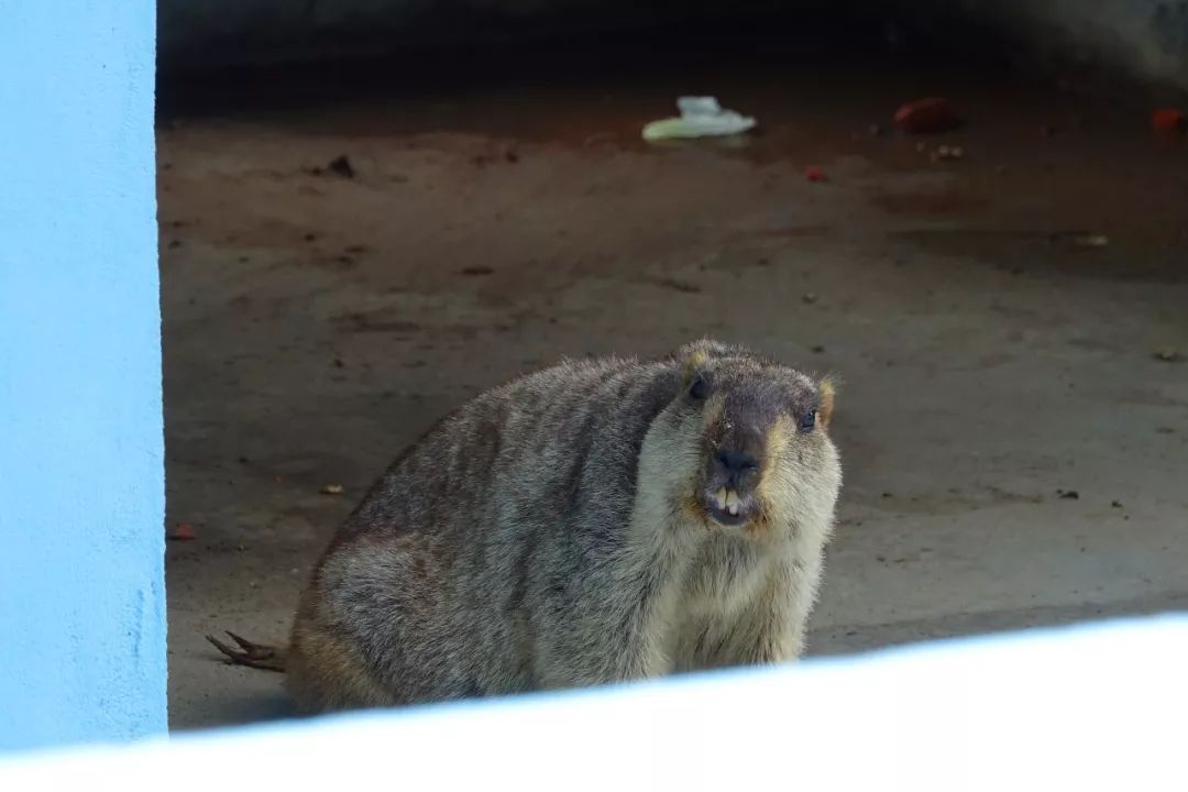 泰州动物园在哪里,泰州动物园在哪