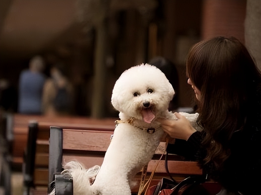 养泰迪还是比熊犬好养,养比熊犬好还是养泰迪犬好