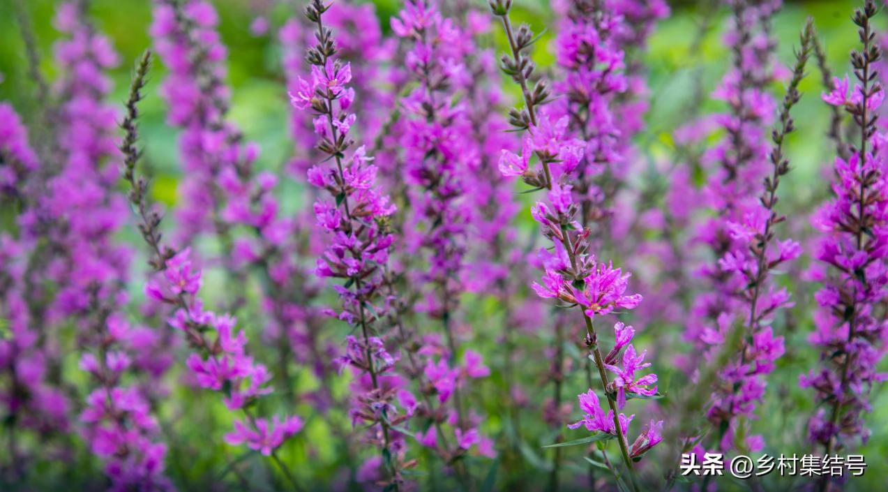 北海道上野农场,日本北海道上野农场