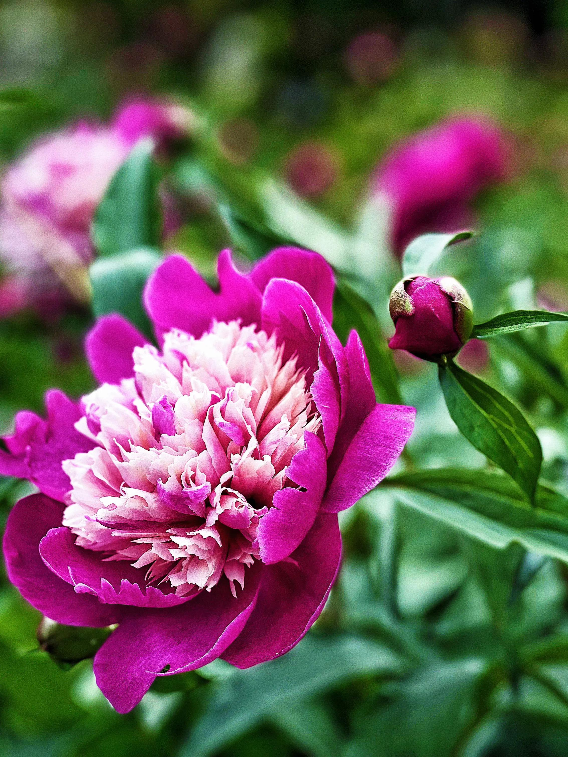 兴庆公园长乐之声合唱团直播现场,兴庆公园大合唱