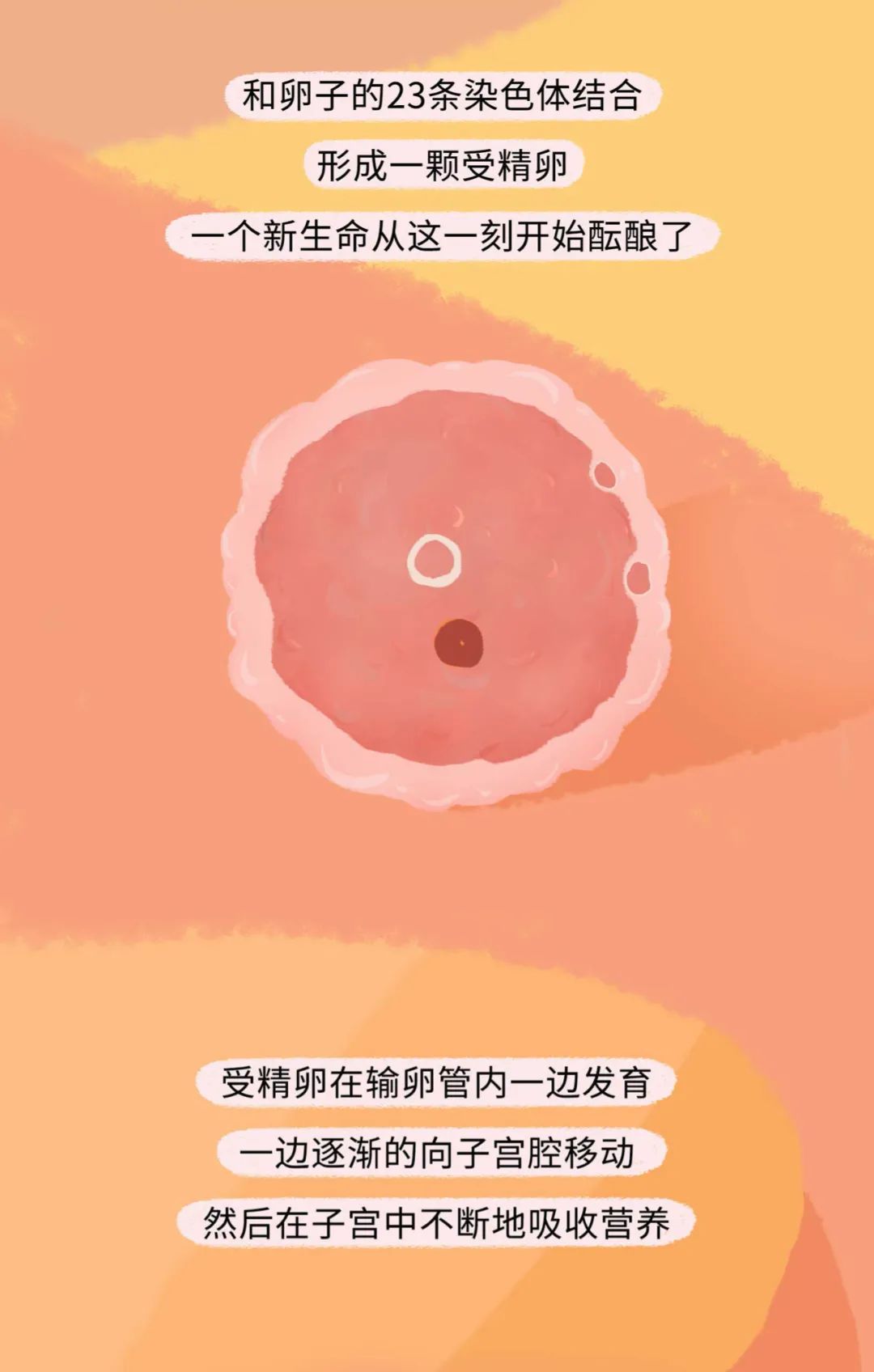 漫画：精子进入女生体内的全过程曝光！别害羞，早知早受益