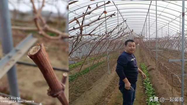 葡萄树专用肥有机肥复合肥,种植葡萄钙肥