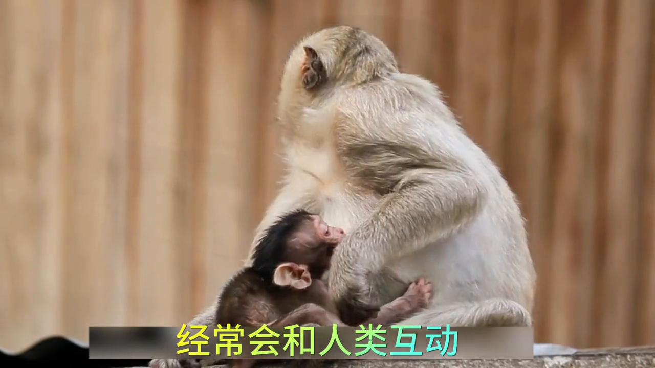 属猴的女孩子性格特点,80年属猴人性格特点