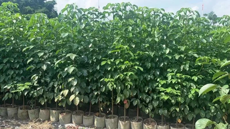 干货分享|苗木的定价和报价规则,这个一定要看