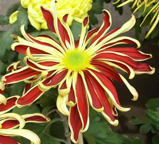 观赏鲜菊花,中华菊花欣赏