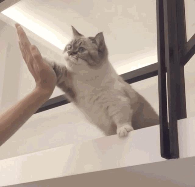 猫咪的性格会跟主人相像吗,猫咪有哪些特征代表它聪明