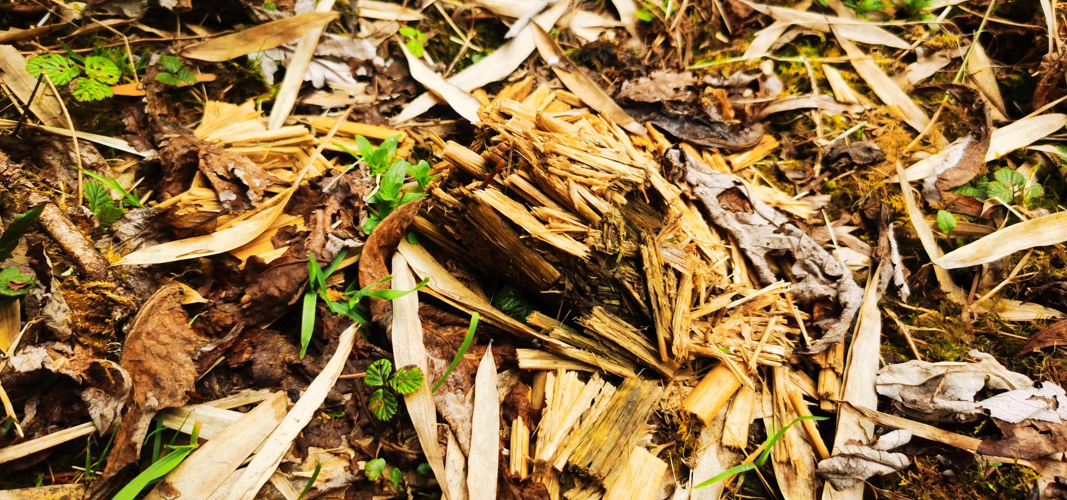 中国百慕大黑竹沟了解一下,中国百慕大黑竹沟近期气温