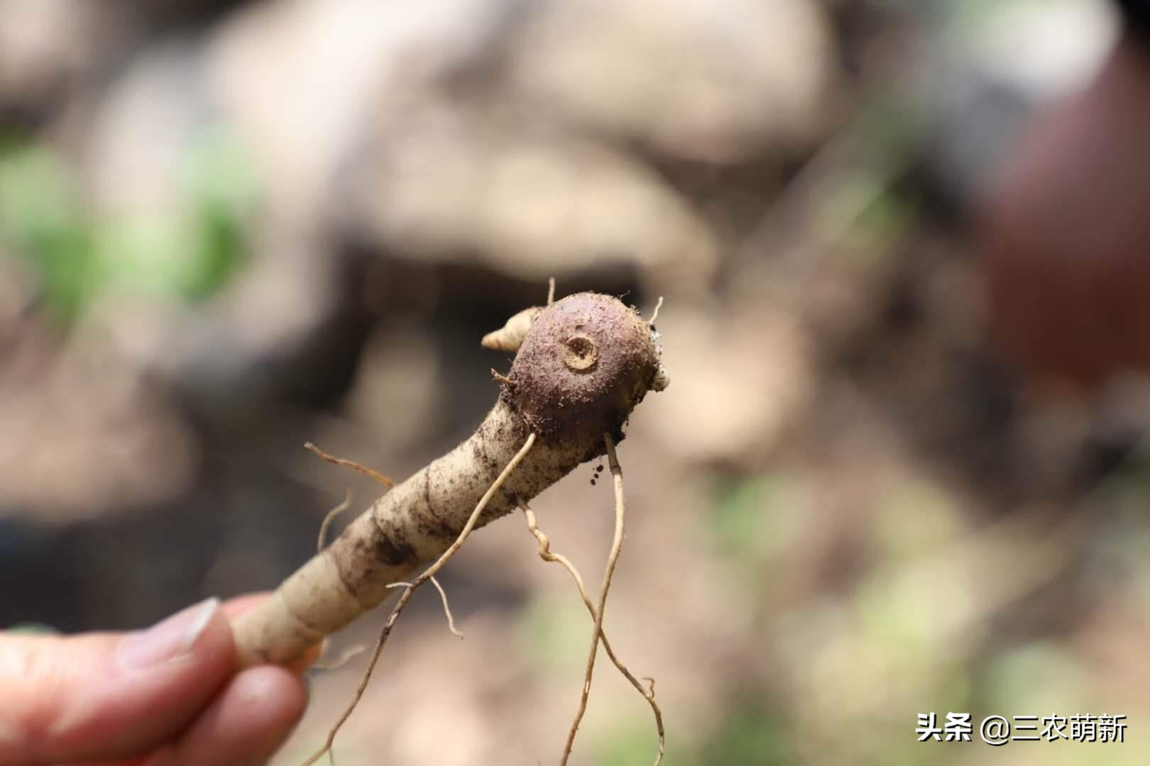 野生鸡头参采挖,鸡头参能不能经常挖