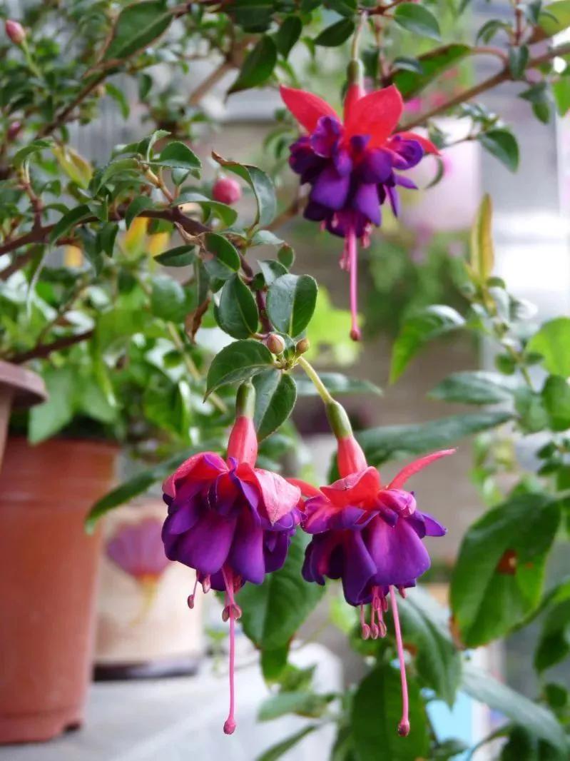 分享图片温暖大图,倒挂金钟花唯美视频