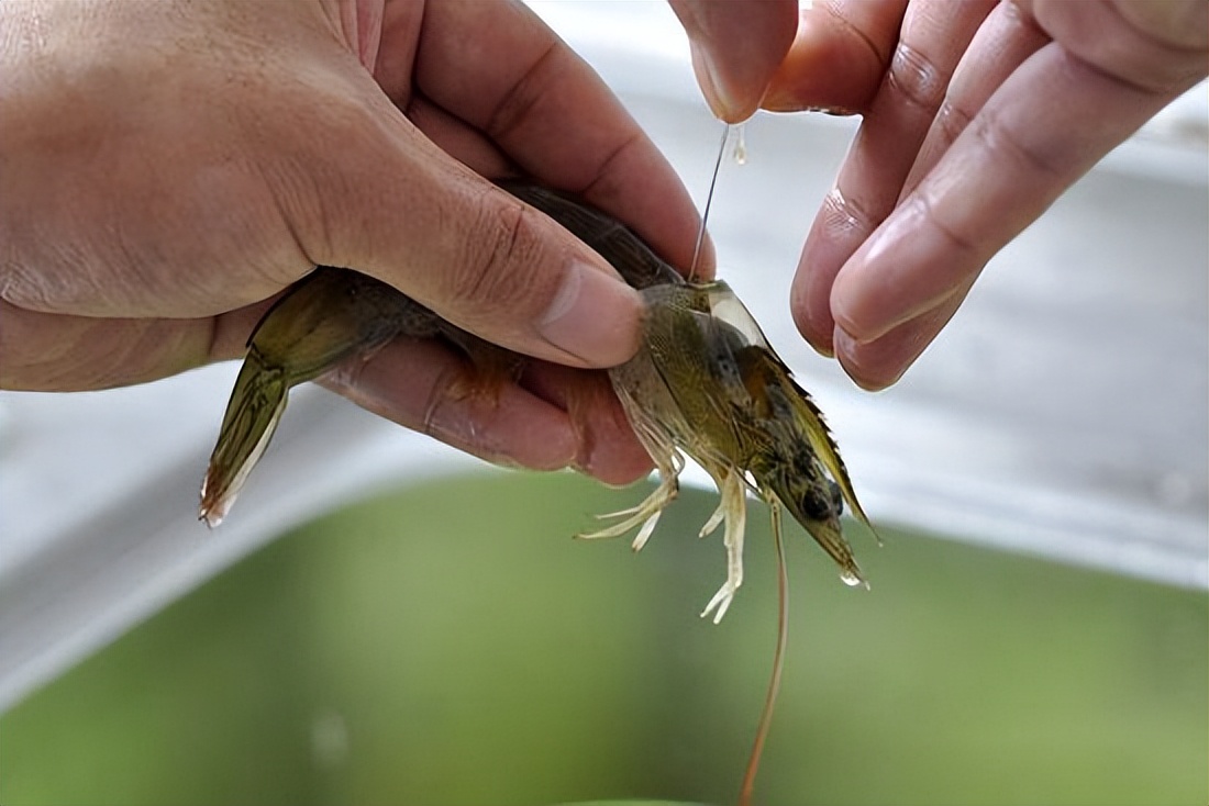 虾背上的黑线到底能不能吃,虾后面的黑线可以吃吗