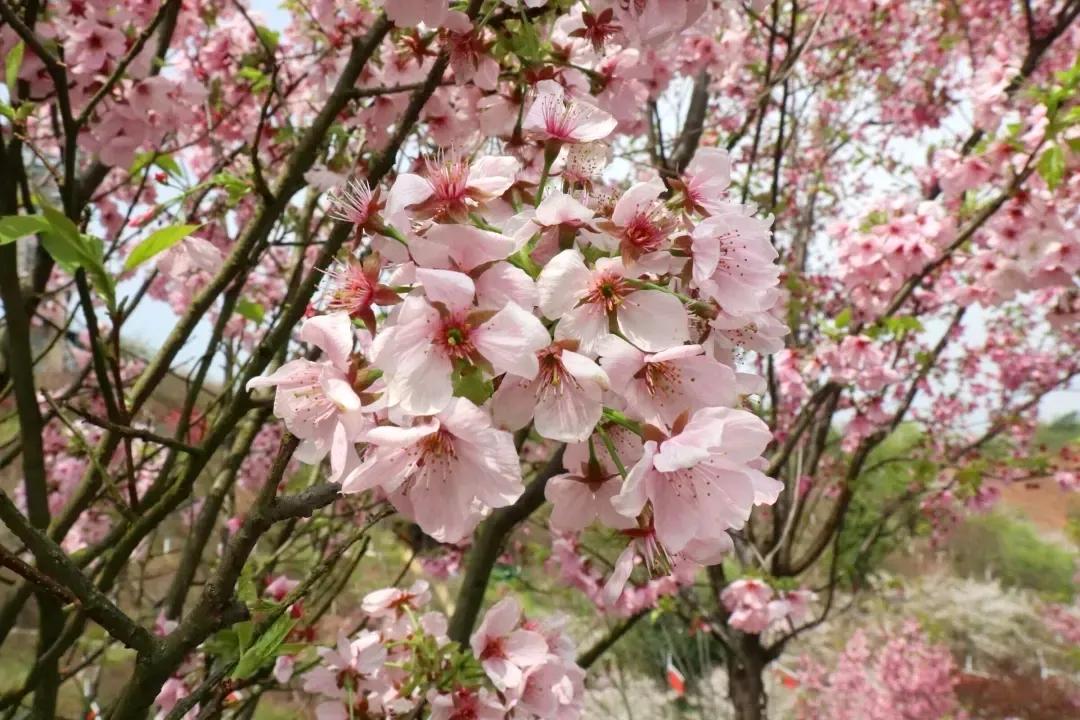长沙浪漫樱花谷,长沙浔龙河樱花谷花开了吗