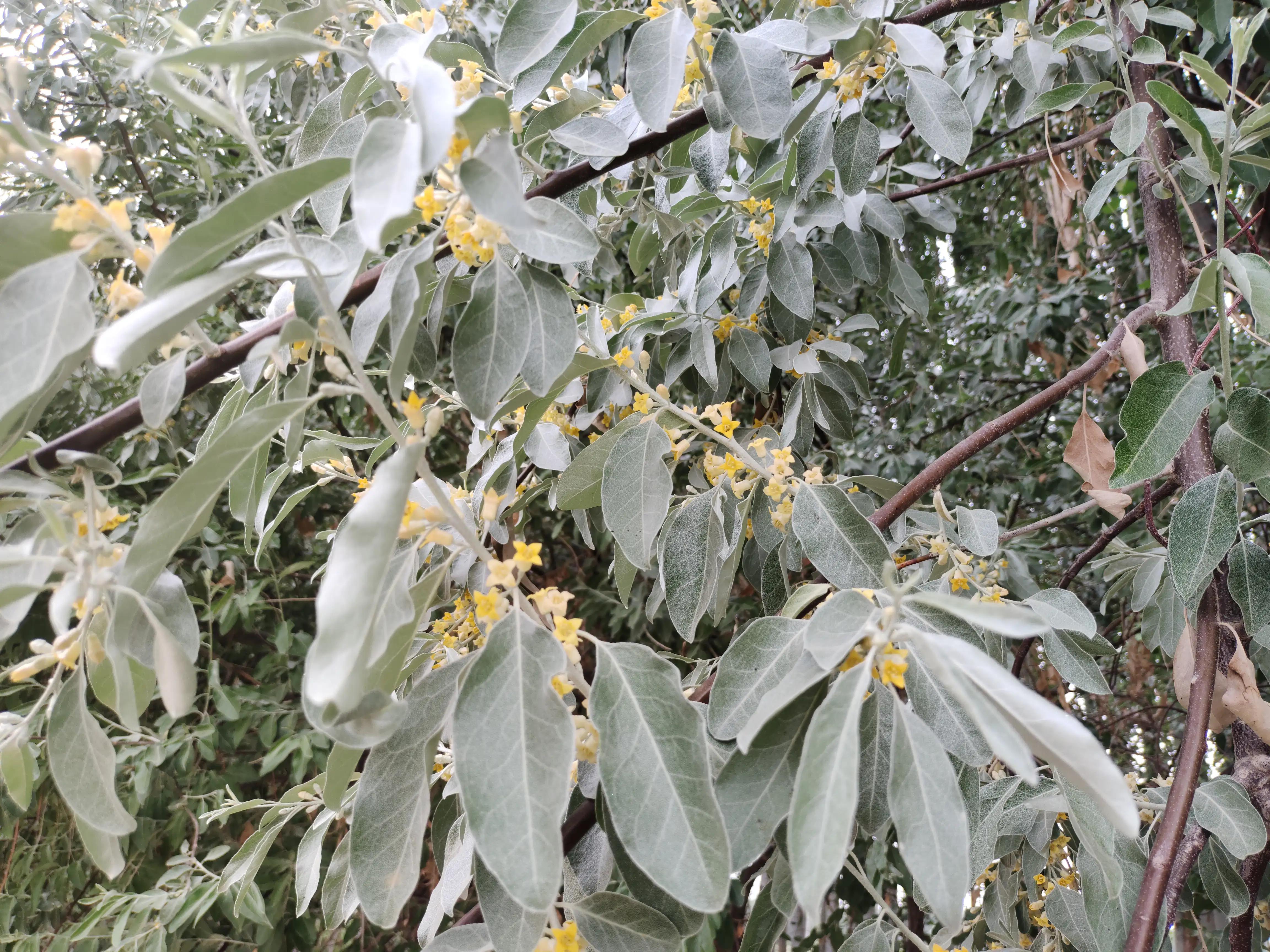 南疆柯坪,南疆记事密林诡境有声