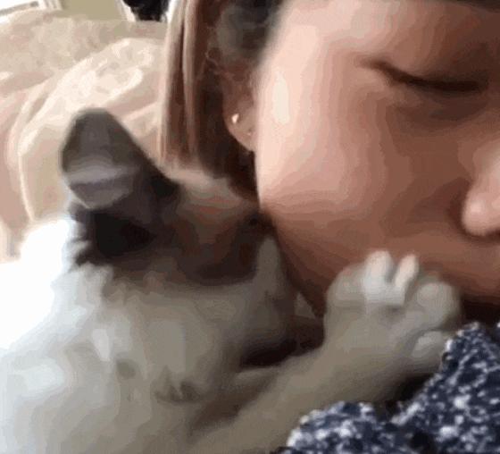 猫咪舔人的行为原来隐藏这些秘密,猫咪舔你手又咬是什么意思