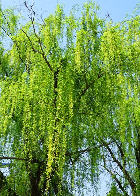 咏柳唐贺知章的古诗,咏柳贺知章教学实录