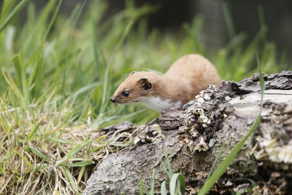 黑龙江8090后的恐怖记忆,很少会有人没听过“猫脸老太太”的传说