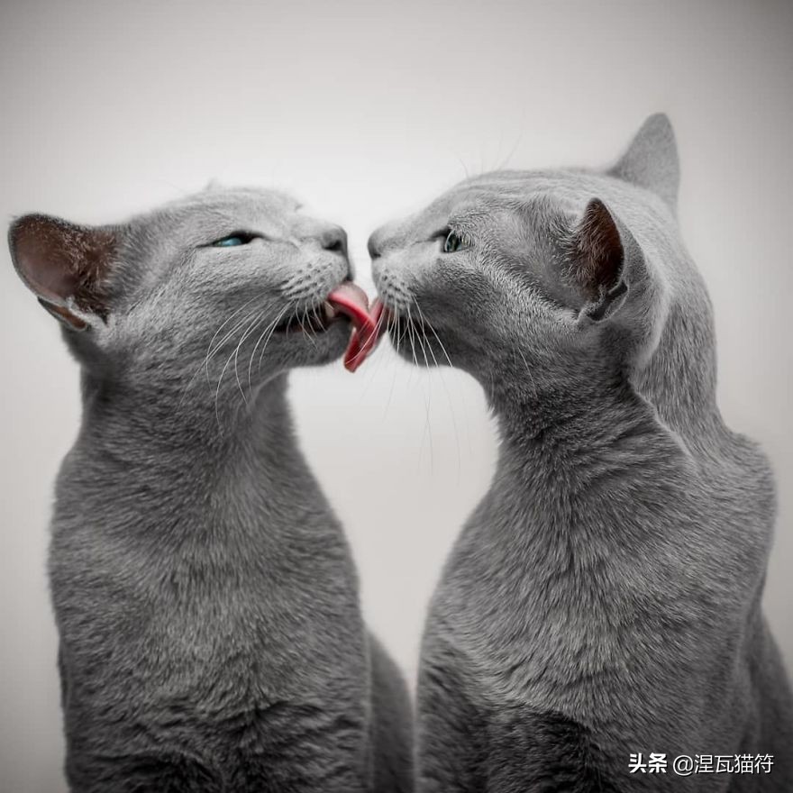 俄罗斯蓝猫法国蓝猫英国蓝猫,欧系俄罗斯蓝猫