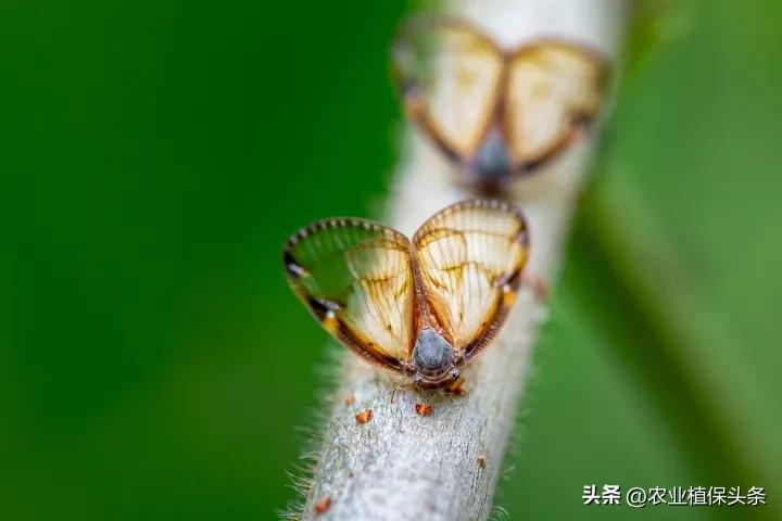 昆虫和害虫种类,昆虫和害虫的分类