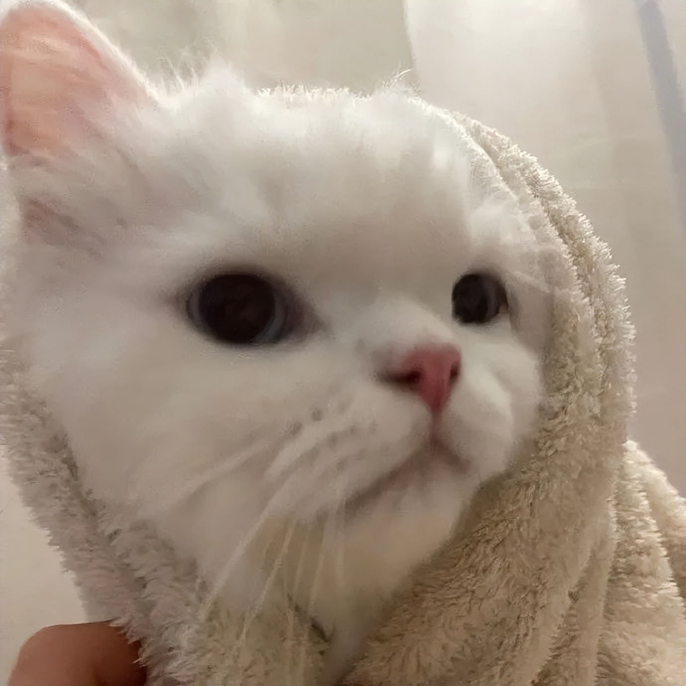 抖音头像动漫男,抖音动漫头像图片