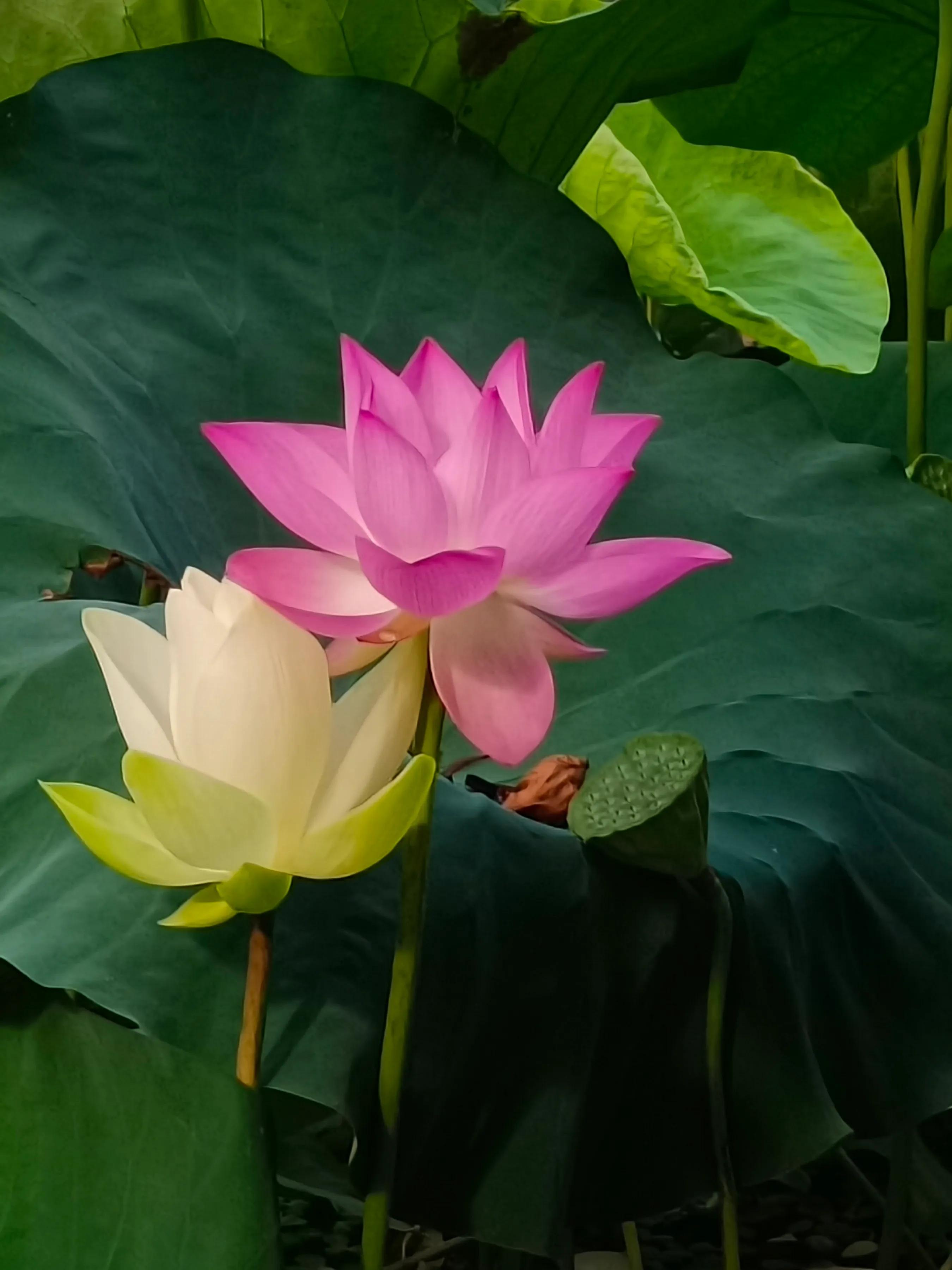 鎵嬫媿涓栫晫鎽勫奖浜ゆ祦骞冲彴,鎵嬫媿涓栫晫鎵嬫満鎽勫奖骞冲彴