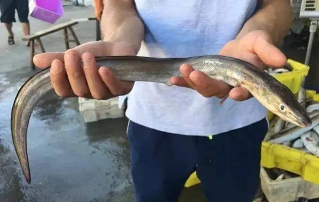 鱼类菜肴大全,鱼类食材大全