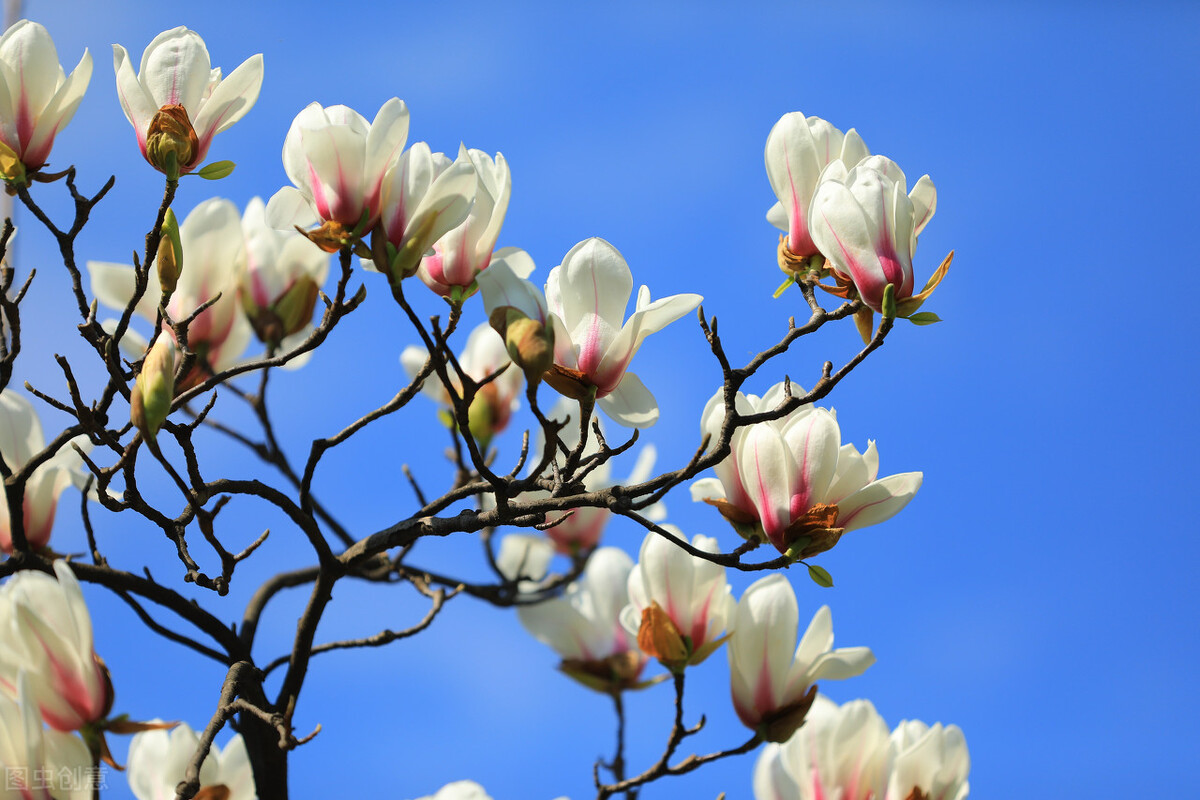 辛夷全文,本草新编辛夷