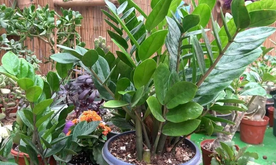 金钱树用啥土养护不黄叶烂根,养金钱树记住这口诀