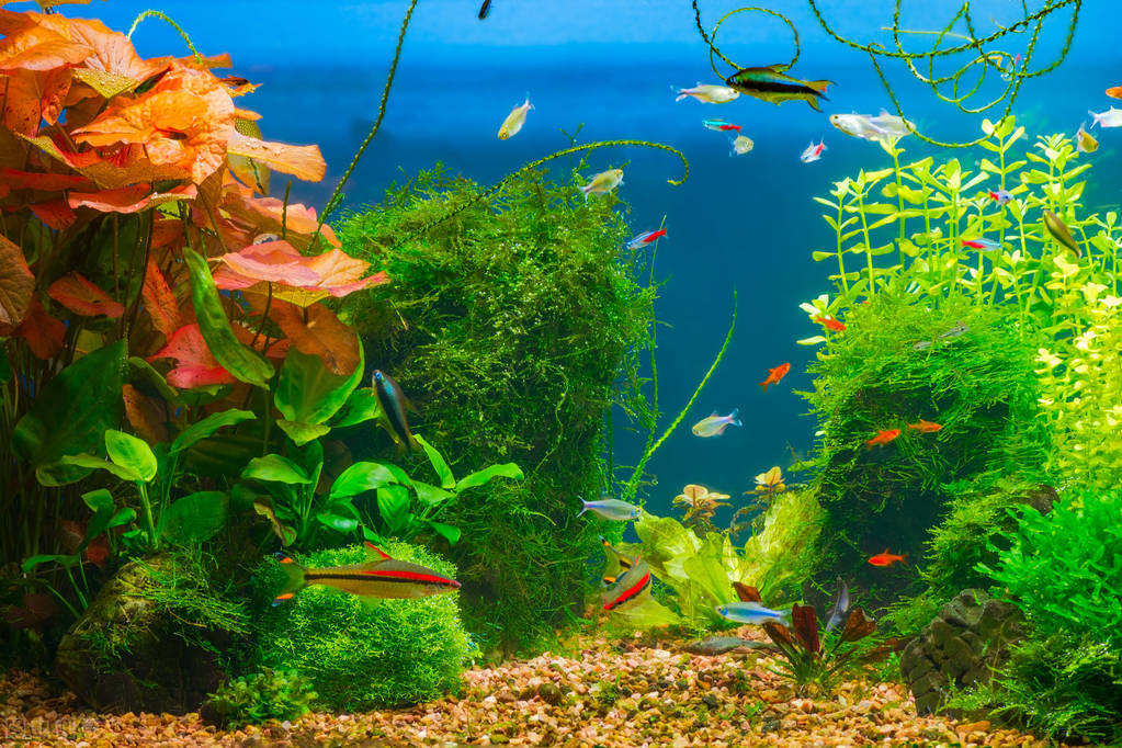 水陆缸水草缸原生缸哪个好打理,除了水草缸还能养什么缸