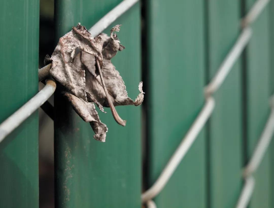 如何让自己的照片更具表现力,好照片的五个必背要素