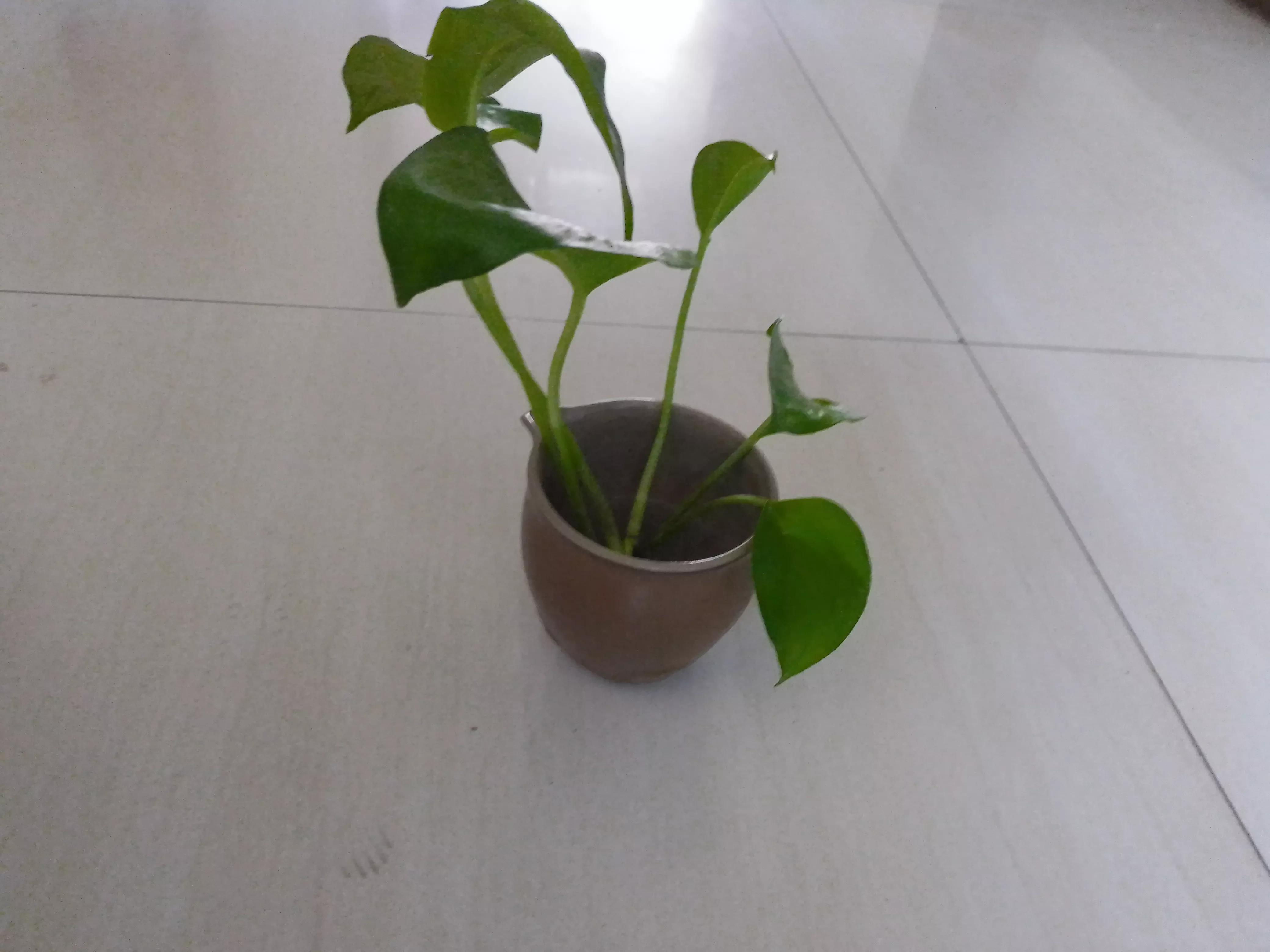 瞧！满屋都是插花，走到哪里都是春天美景