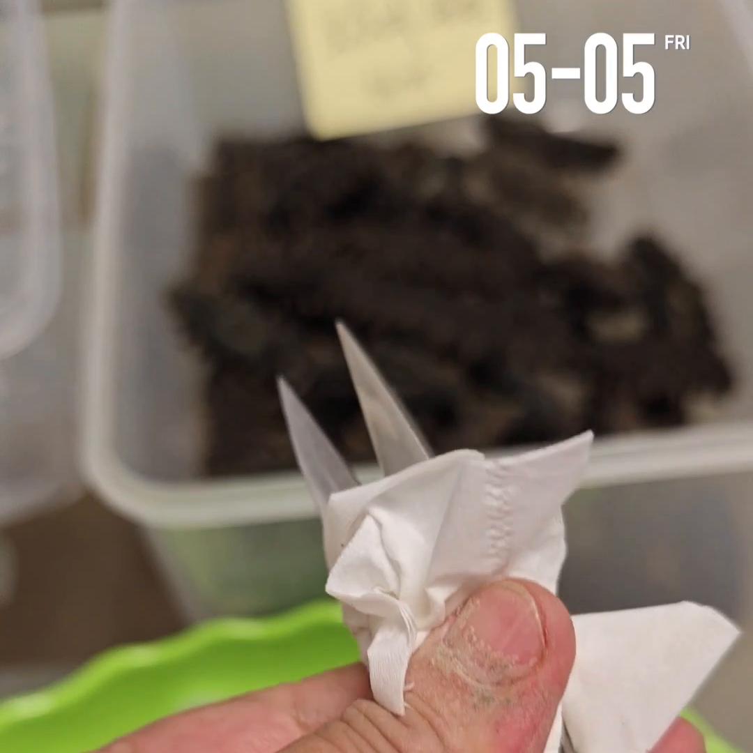 天津张姐海参,张姐海参