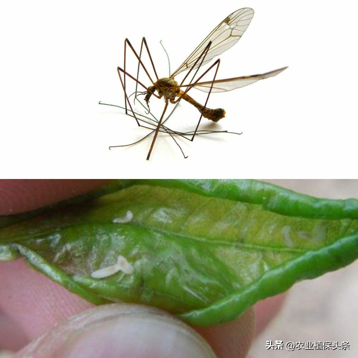 昆虫的习性与行为与害虫防治,害虫防治与昆虫分类