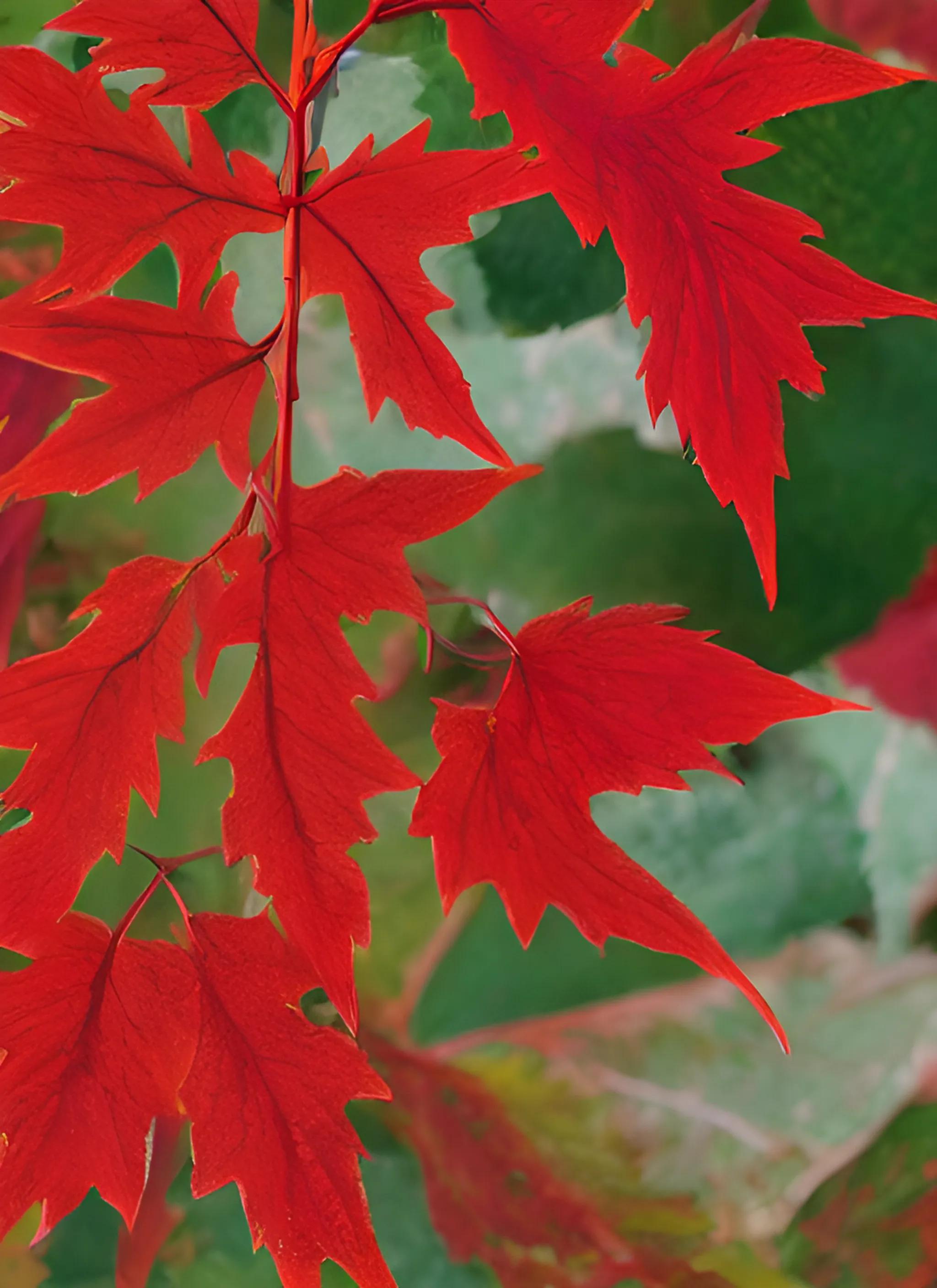 3叶爬山虎秋天叶子变红吗,爬山虎的叶子是先变红还是先变黄