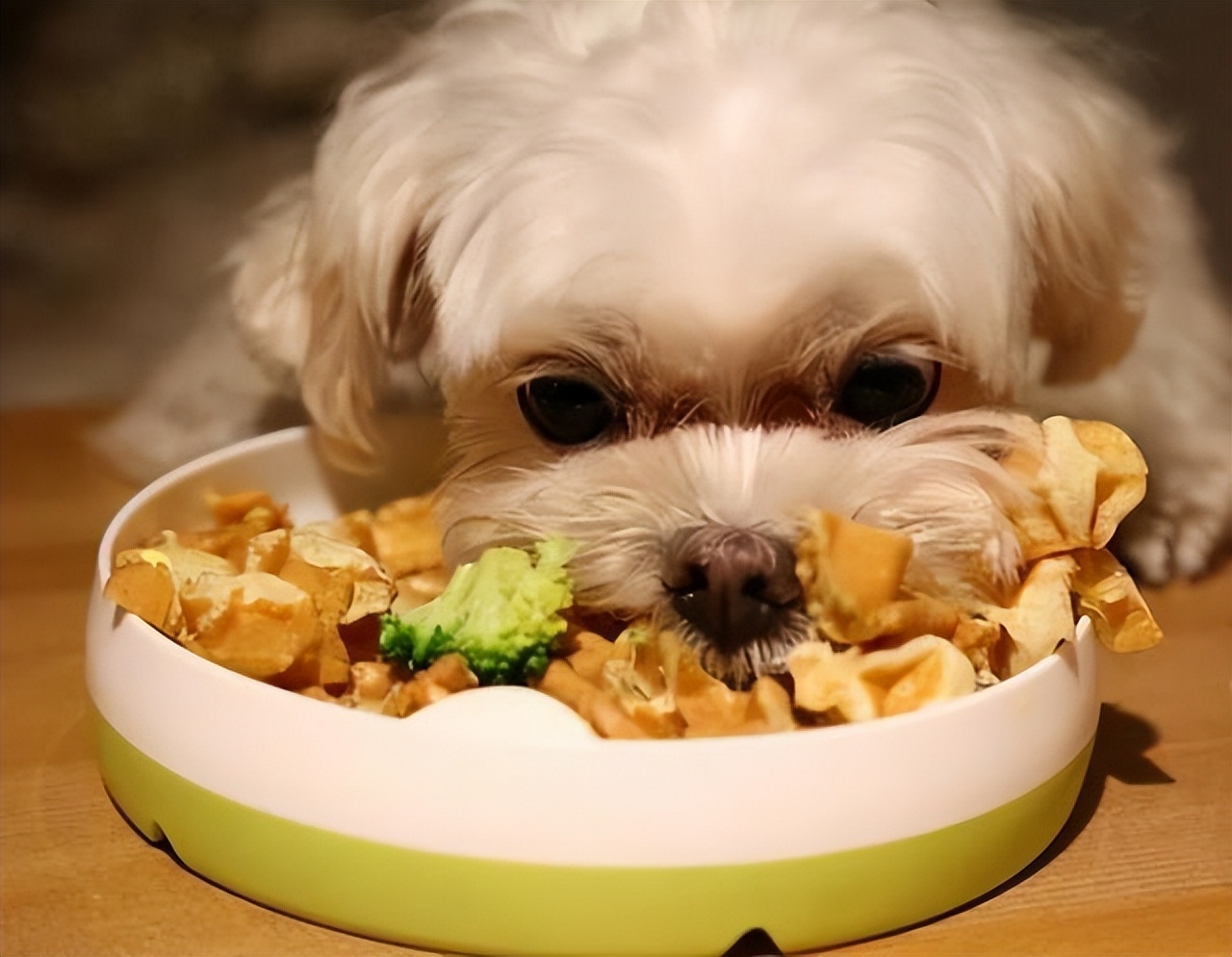 狗补钙补多了会怎么样,补钙过多对狗有影响吗