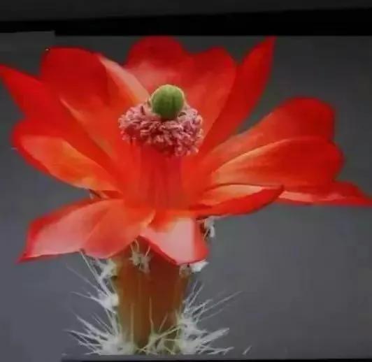 在春暖花开季节遇见浪漫,浪漫总是发生在春暖花开时配音