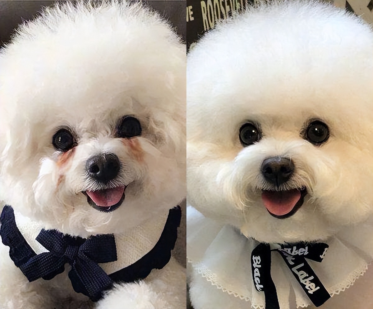 买什么狗最好养又便宜,养狗首选这3种狗既便宜又好养