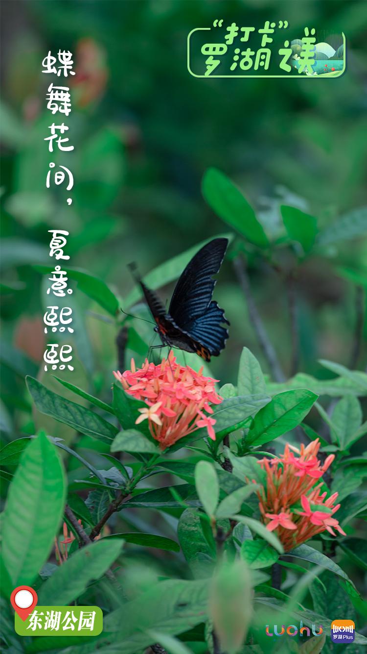 罗湖游玩景点打卡攻略,罗湖小众打卡景点推荐