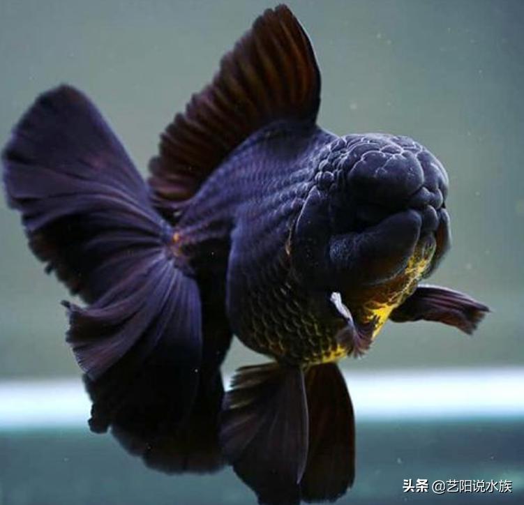 什么金鱼适合新手养的,新手比较适合养的金鱼