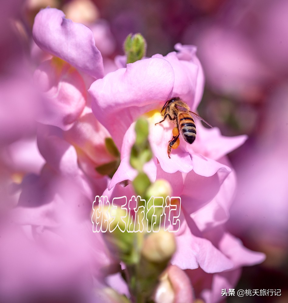 春节珠海旅游攻略三日游自由行,2019春节珠海游去哪比较好