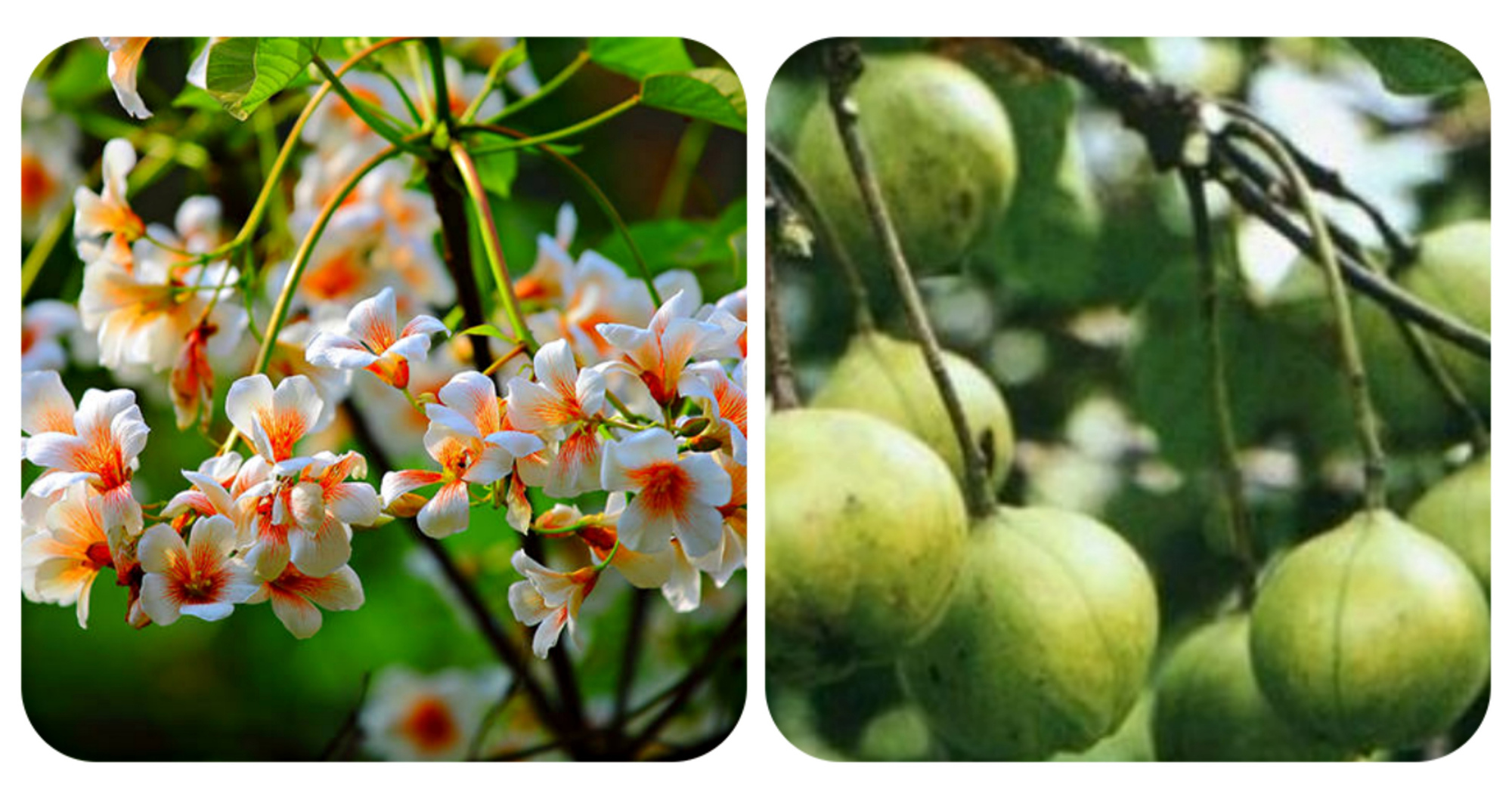 常见有毒花千万别碰,世上有毒的花和植物