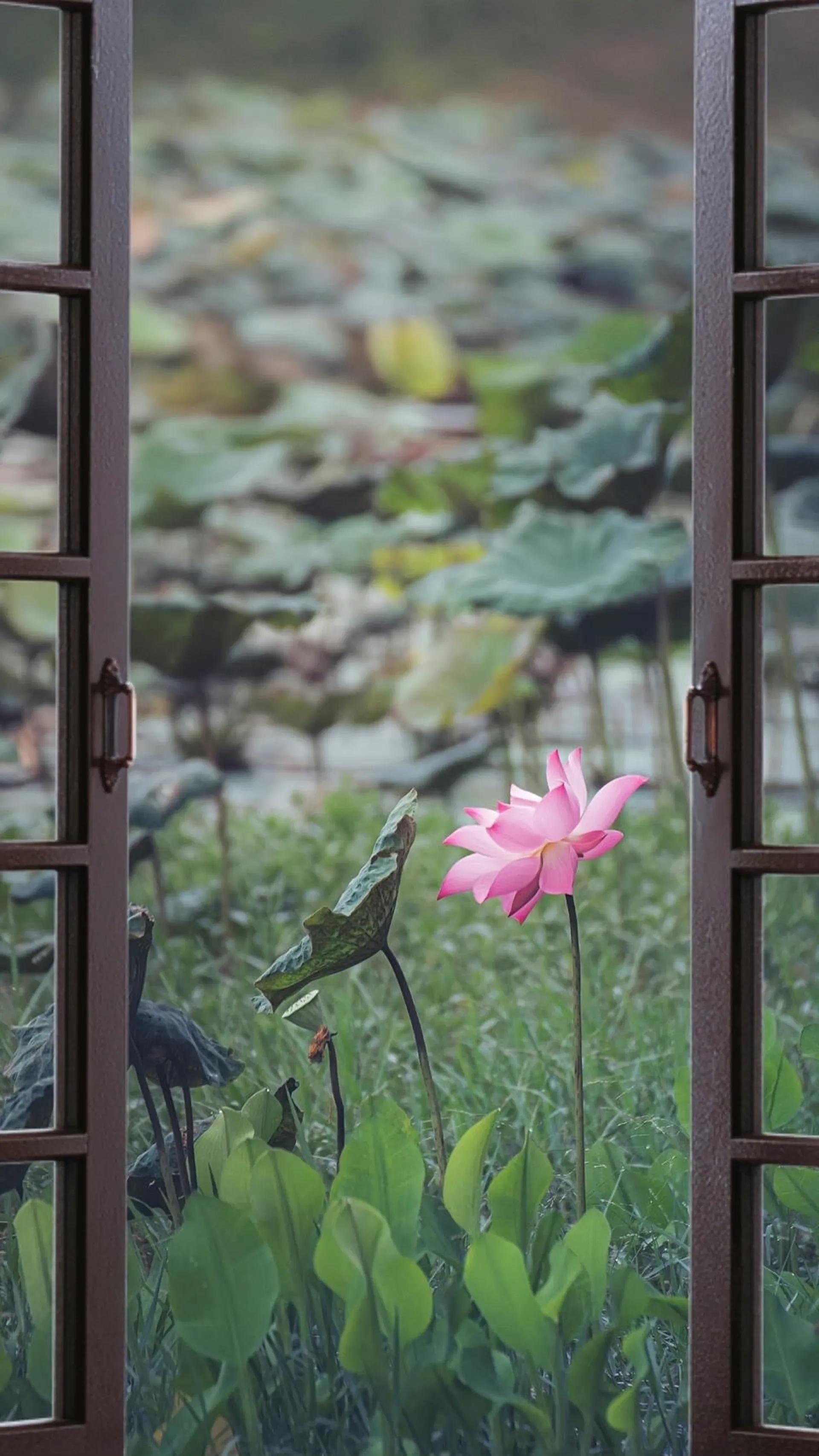 荷花荷叶壁纸图片大全,荷叶手机壁纸高清图片