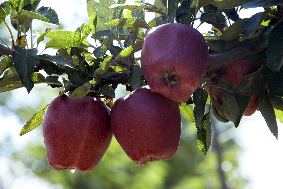 美国蛇果和花牛果价格,花牛苹果跟蛇果一样吗