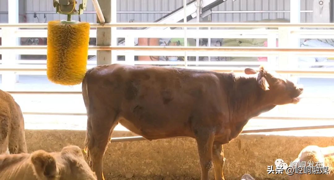 “我们这十年”丨崆峒：“畜”势勃发“牧”歌欢唱