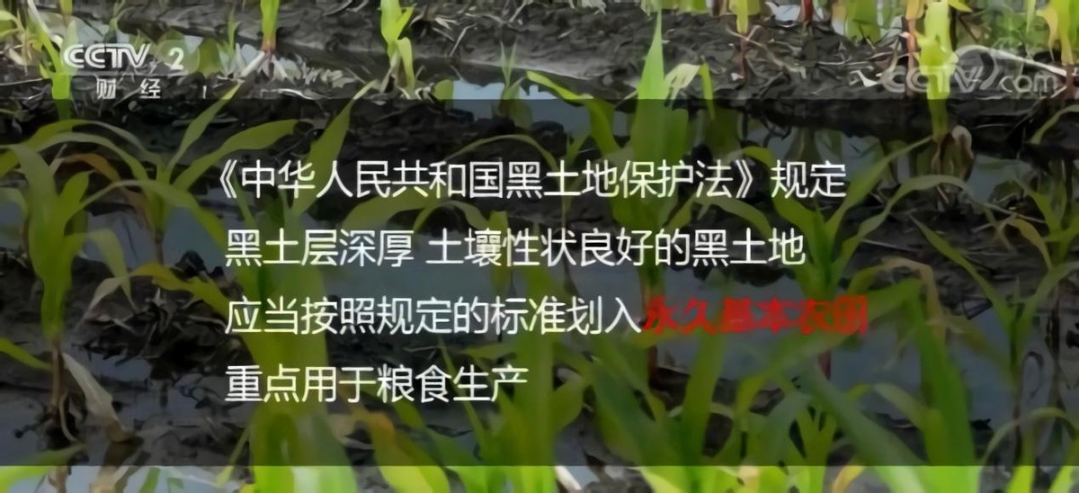 黑土为什么被称为土地中的大熊猫,野生大熊猫值钱吗