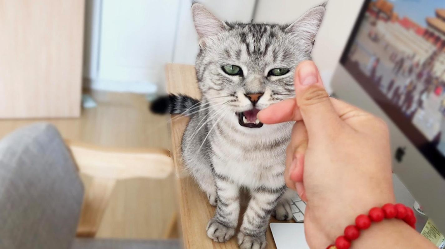 猫咪可以吹空调,猫咪可以吹暖气吗