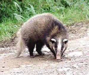 多种捕猎工具,夜视仪狩猎神器3k