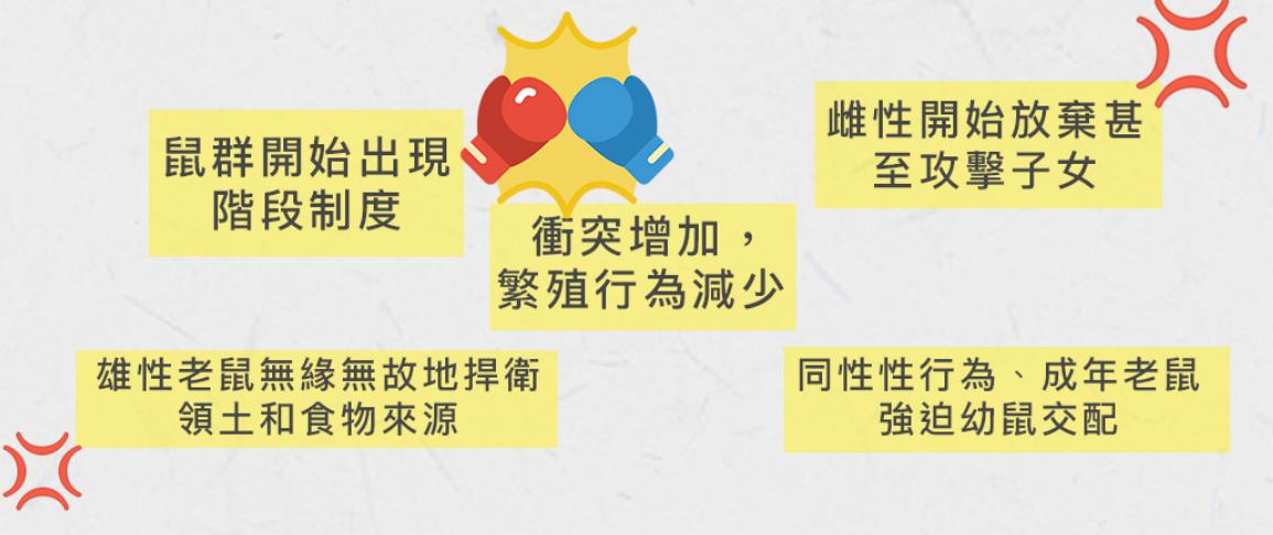 美国白鼠的繁衍,美国白鼠能繁衍多少只