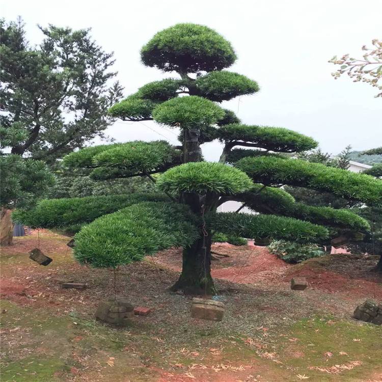 树卖多少钱一棵,什么树栽一棵值钱上十万元