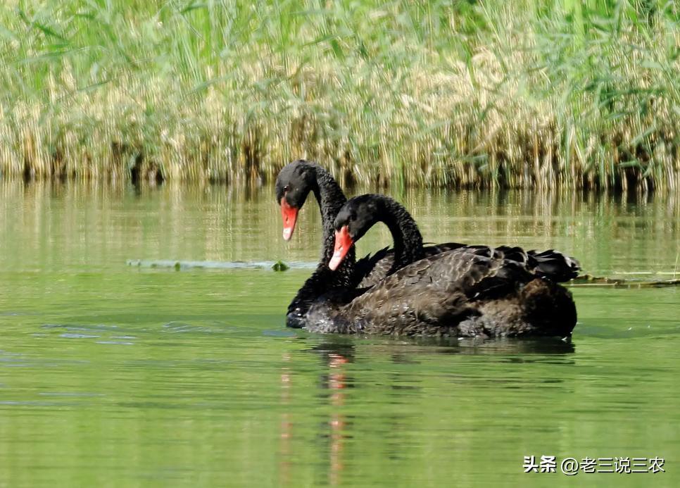 黑天鹅盆栽养法,养几只黑天鹅